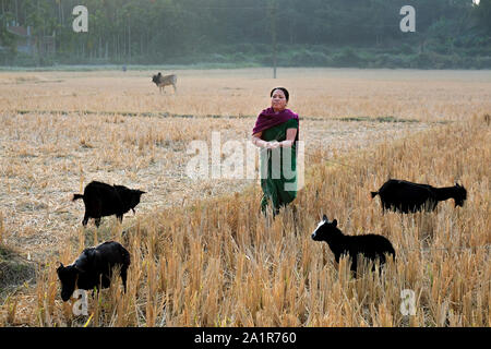 La donna alzando la capre su un raccolto di risaie nel villaggio di Borakathal, Tripura Stato, il Nordest dell India Foto Stock