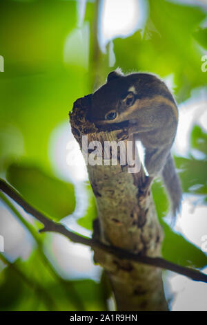 Himalayan scoiattolo striato (Tamiops mcclellandii) Foto Stock
