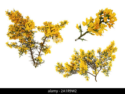 Gorse de Provence in Bloom, su sfondo bianco. Foto Stock