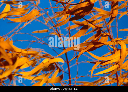 Close up di orange foglie lanceolate in cielo blu. Foto Stock
