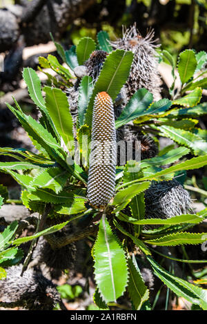 Università di California a Santa Cruz arboreto, Banksia Foto Stock