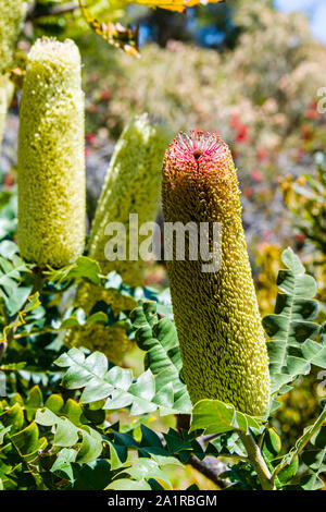 Università di California a Santa Cruz arboreto, Banksia Foto Stock