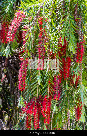 Università di California a Santa Cruz arboreto, scovolino da bottiglia Tree Foto Stock