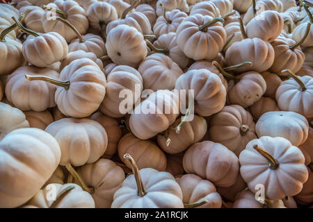 Abbondanza di piccoli mini zucche in una pila per la vendita in una fattoria in autunno del primo piano o in background Foto Stock