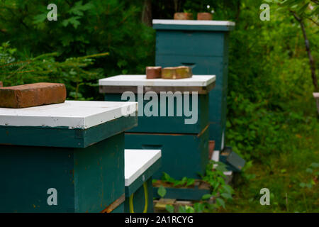 Un apicoltore di verde impilati honey bee hive caselle in una riga Foto Stock