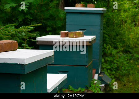 Un apicoltore di verde impilati honey bee hive caselle in una riga Foto Stock