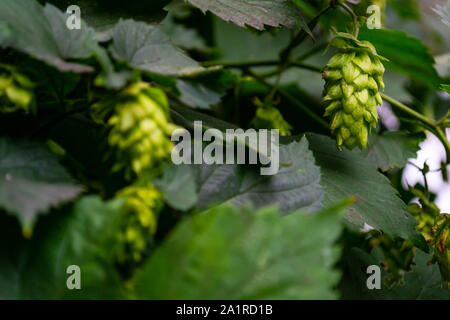 Colore verde brillante chinook luppolo in coni è pronta per il raccolto dal vitigno Foto Stock