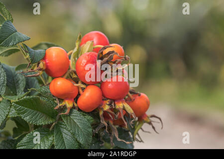 Cluster di grandi dimensioni di rosso cinorrodi di Wild Rose giapponese / Rosa rugosa in autunno sunshine. La rosa selvatica i fianchi di questo litorale costiero pianta sono commestibili. Foto Stock