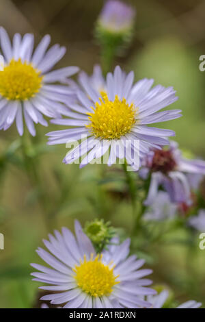 Intrico di Michaelmas Daisy / Aster novi-belgii o eventualmente Aster novae-angliae fiori [specie favore terra umida habitat]. Vedere le note. Foto Stock