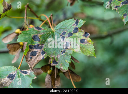 Malato di foglie autunnali del platano / Acer pseudoplatanus che mostra la formazione di macchie nere di catrame sicomoro Spot malattia causata da Rhytisma acerinum fungo. Foto Stock