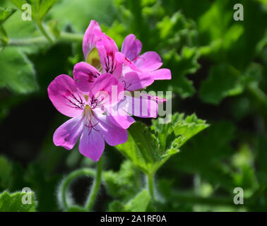 Fiore di rododendro in un giardino botanico Foto Stock