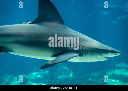 Sandbar shark (Carcharhinas plumbeus), noto per la sua alta pinna dorsale, all'acquario di Georgia nel centro di Atlanta, Georgia. (USA) Foto Stock