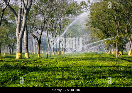 Approvvigionamento di acqua per la pianta del tè tè Paneery Estate in Paneri, Stato di Assam, il Nordest dell India, Asia Foto Stock