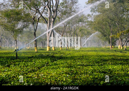 Approvvigionamento di acqua per la pianta del tè tè Paneery Estate in Paneri, Stato di Assam, il Nordest dell India, Asia Foto Stock