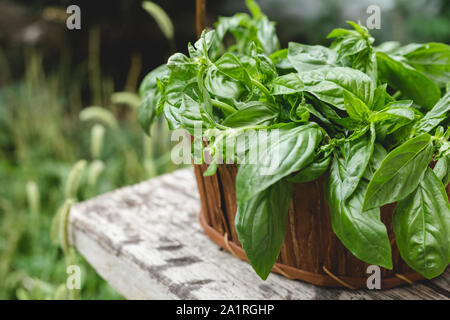 Il basilico fresco erba che cresce in un ambiente rustico gabbia in legno all'esterno nel giardino per uso in cucina o in medicina alternativa. Foto Stock