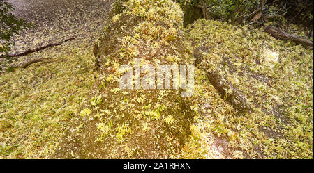 Semi-baccelli gialli caduti su una superficie dura e stump albero decadente in autunno, Londra, Inghilterra, Regno Unito, Europa Foto Stock