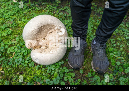 Puffball gigante di funghi e i piedi di un giovane uomo per il confronto delle dimensioni Foto Stock