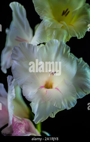 Un bianco gladiolus contro uno sfondo nero, fotografato a luce naturale. La fotografia è parte di uno studio della luce naturale su fiori. Foto Stock