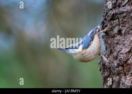 Picchio muratore [ Sitta europaea ] su albero Foto Stock