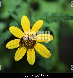 Il grazioso Tickseed occidentale è un millefiori nella famiglia di girasole. Foto Stock