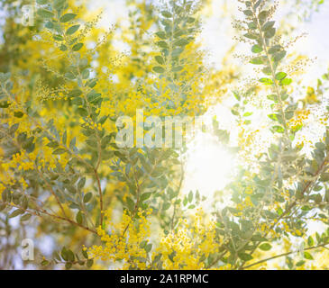 La mattina presto in Australia con giallo fioritura di bargiglio australiano di albero in fiore e la luce naturale del sole attraverso lo streaming Foto Stock