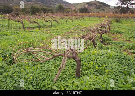 Alcune righe di una piccola vigna durante la stagione invernale quando le piante hanno già perso tutte le foglie e devono essere potati Foto Stock