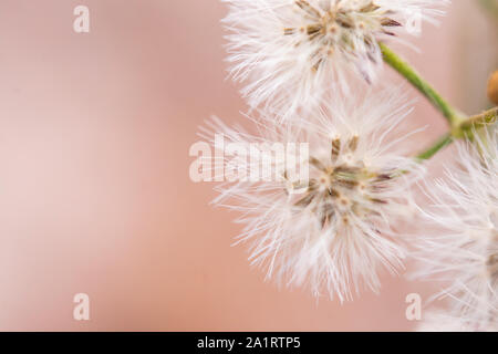 Chiudere bianca poco ironweed, vernonia cinerea fiore Foto Stock