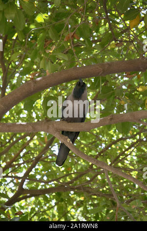 Casa indiano crow è seduto nella corona di sicomoro Foto Stock