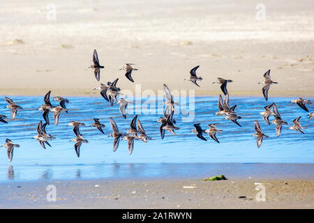 Semipalmated sandpiper (Calidris Pusilla) alla ricerca di cibo su Oregon Coast Foto Stock