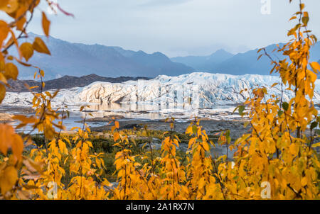 Lascia oltre il ghiacciaio Matanuska sono di colore giallo dorato in settembre. Ultima luce prima del tramonto illumina la iefall. Foto Stock