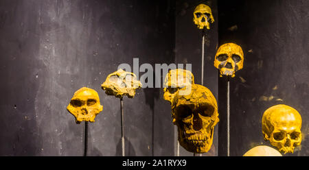 Teschi sui pali, Scary Halloween sfondo, primate e craniums umana Foto Stock