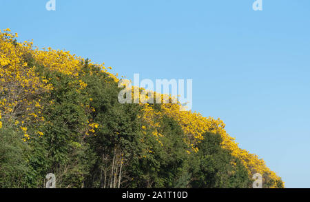 Tabebuia alberi, popolarmente noto come ipê, è la più comune neotropical in genere il Bignoniaceae famiglia. Essendo il fiore nazionale del Brasile. Foto Stock