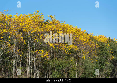 Tabebuia alberi, popolarmente noto come ipê, è la più comune neotropical in genere il Bignoniaceae famiglia. Essendo il fiore nazionale del Brasile. Foto Stock