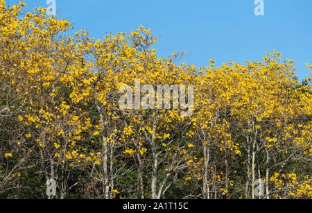 Tabebuia alberi, popolarmente noto come ipê, è la più comune neotropical in genere il Bignoniaceae famiglia. Essendo il fiore nazionale del Brasile. Foto Stock