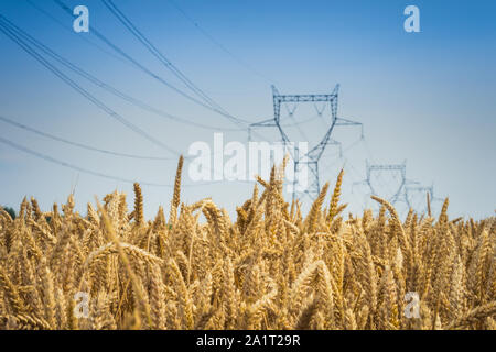 Piloni della rete elettrica nel campo del grano Foto Stock