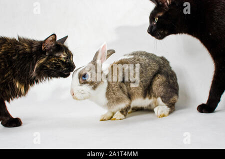 Due gatti intorno al coniglio nano lo sniffing su di esso Foto Stock