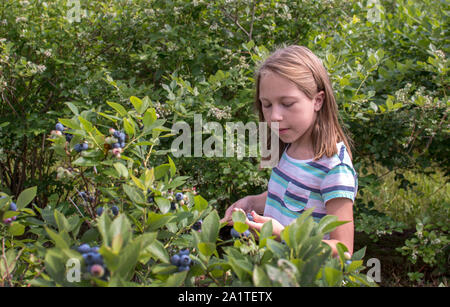 Una giovane ragazza cerca il perfettamente mature, succosa e paffuto mirtilli, come ella riempie il suo cesto di frutta con questo Michigan trattamento fresco Foto Stock