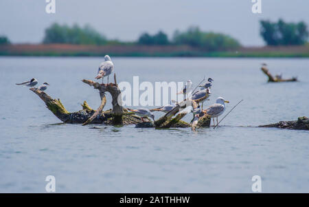 Vecchio albero in acqua e gabbiani seduto su di essa nel Delta del Danubio Foto Stock