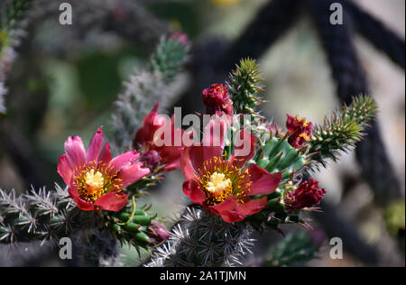 Varicolored Cholla Cactus dall'Arizona meridionale Foto Stock
