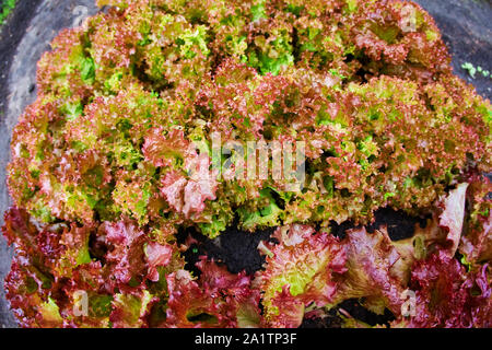 La Romania pianta di lattuga in una fattoria di vegetali, un orto sul sito Foto Stock