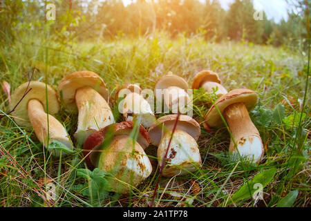 Mazzetto di fresca foresta commestibile di funghi (Porcini Leccinum aurantiacum) giacente a terra. Vista dall'alto ingrandimento. Foto Stock