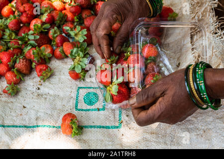 Fragole biologiche che vengono selezionate e confezionate per la vendita in un'azienda agricola a Goa, India Foto Stock