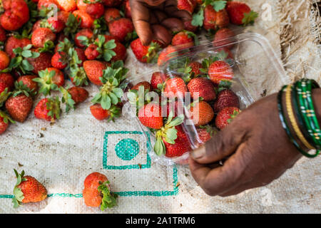 Fragole biologiche che vengono selezionate e confezionate per la vendita in un'azienda agricola a Goa, India Foto Stock