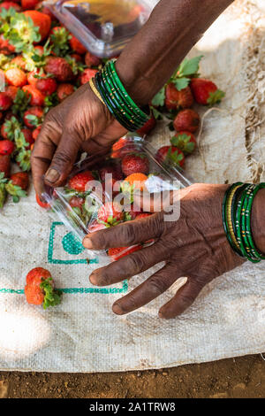 Fragole biologiche che vengono selezionate e confezionate per la vendita in un'azienda agricola a Goa, India Foto Stock