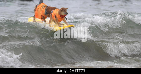 Huntington Beach, Stati Uniti d'America. 28 Sep, 2018. Due cani surf durante l annuale Surf City Surf cane concorrenza a Huntington Beach, California, Stati Uniti, Sett. 28, 2018. Credito: Li Ying/Xinhua/Alamy Live News Foto Stock