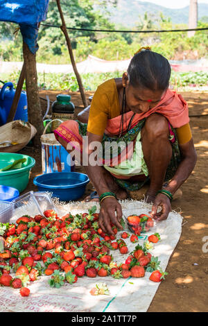 Fragole biologiche che vengono selezionate e confezionate per la vendita in un'azienda agricola a Goa, India Foto Stock