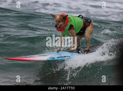 Huntington Beach, Stati Uniti d'America. 28 Sep, 2018. Un cane surf durante l annuale Surf City Surf cane concorrenza a Huntington Beach, California, Stati Uniti, Sett. 28, 2018. Credito: Li Ying/Xinhua/Alamy Live News Foto Stock