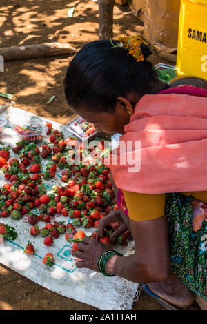 Fragole biologiche che vengono selezionate e confezionate per la vendita in un'azienda agricola a Goa, India Foto Stock