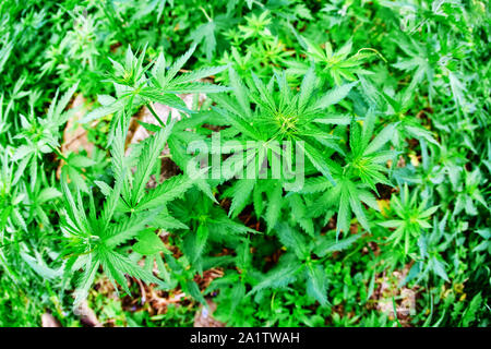 La Cannabis i germogli giovani foglie nel selvaggio. Obiettivo Fisheye, vista dall'alto. Foto Stock