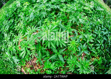 La Cannabis i germogli giovani foglie nel selvaggio. Obiettivo Fisheye, vista dall'alto. Foto Stock